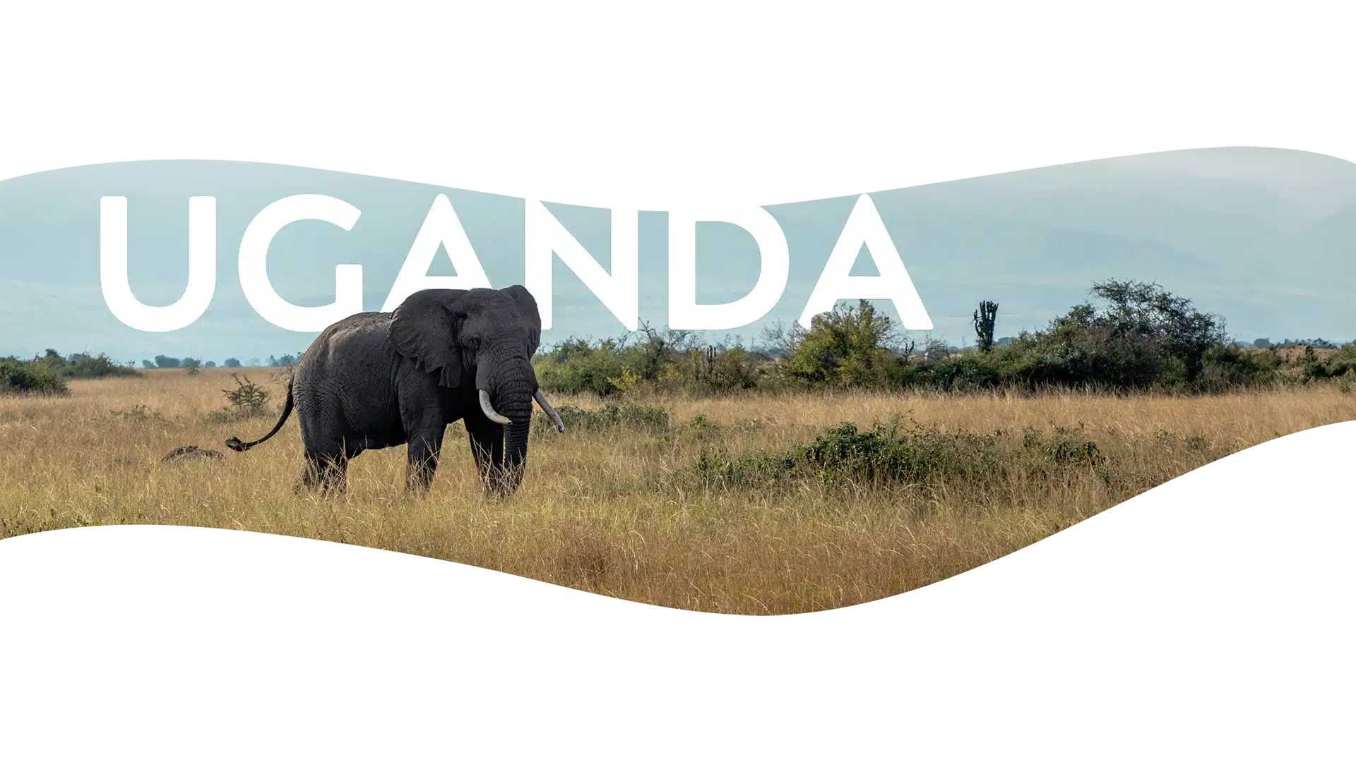 Uganda Superfoods