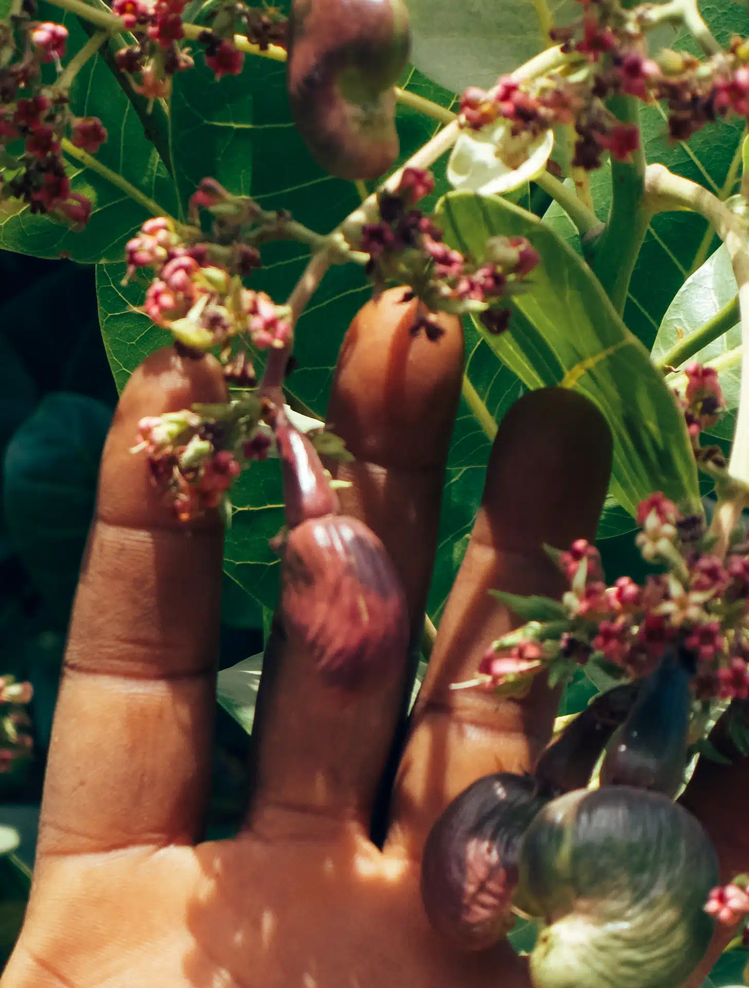 Burkina Faso Cashewapfel am Baum mit Hand