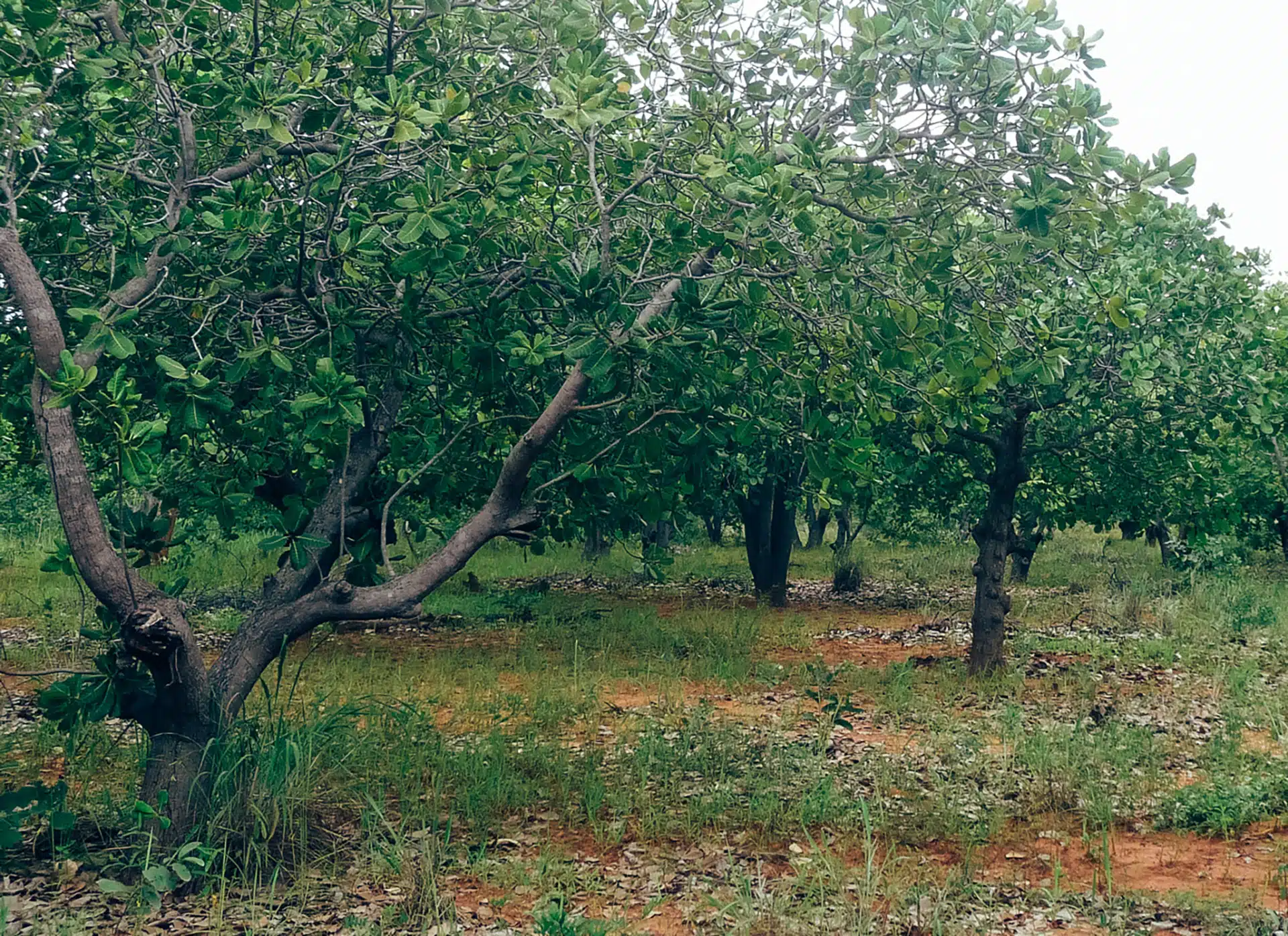 Burkina Faso Cashewhain