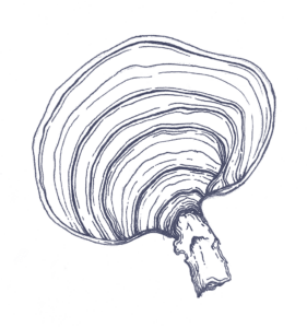 Kupferstich Reishi Extrakt