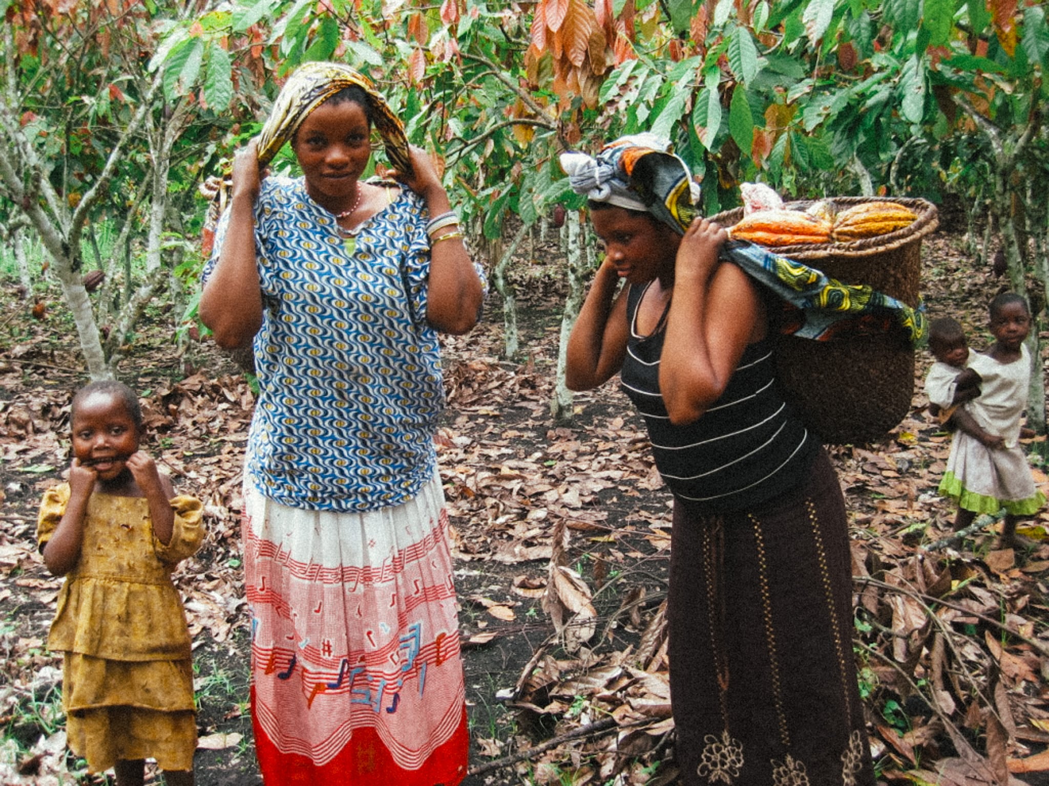 Uganda Harvesting Kakao Rohkakao Bohnen