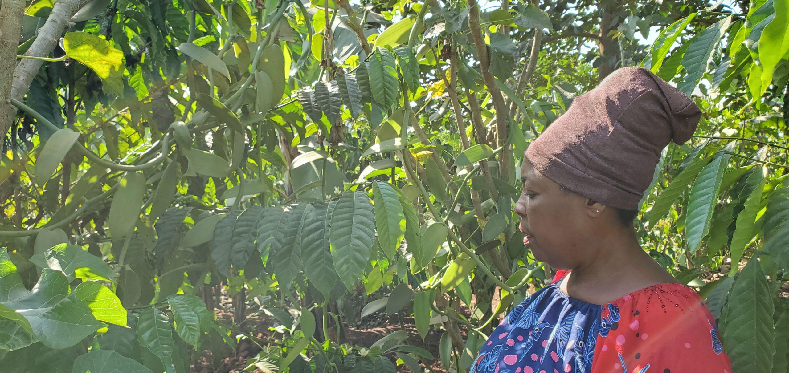 BEU Vanille Anbau Uganda