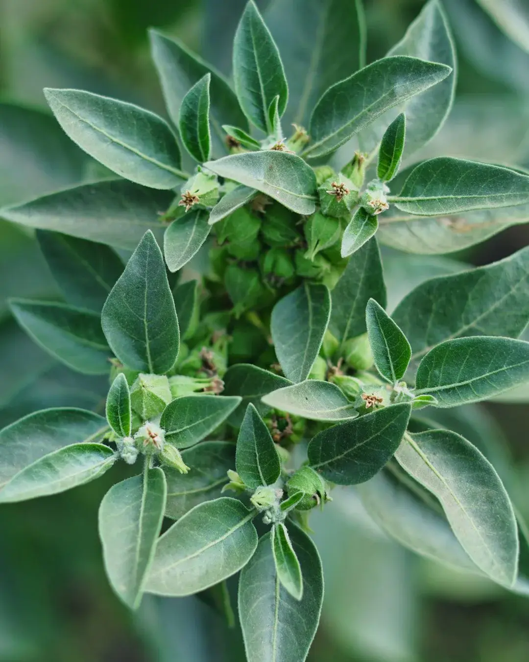 Ashwagandha Pflanze