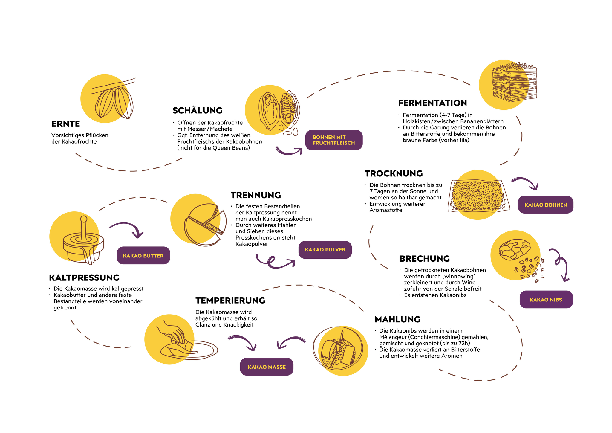 Kakao Produktionskette Infografik