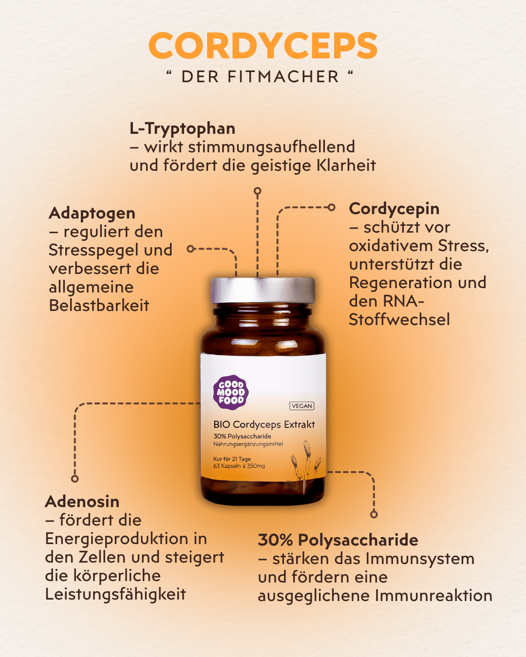 Cordyceps Vitalpilz Infografik
