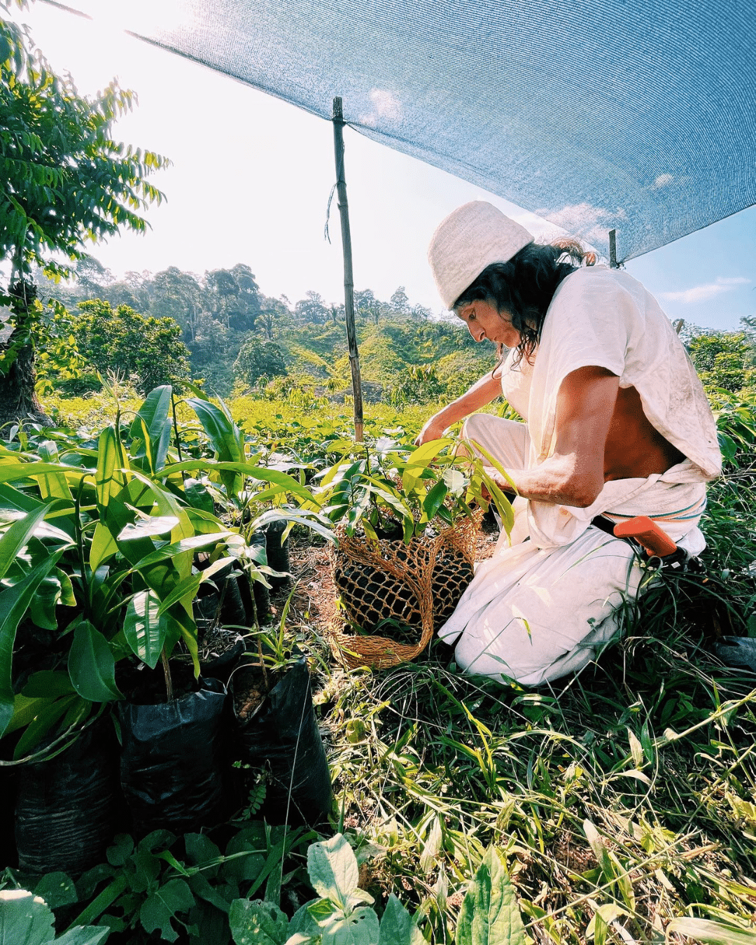 Tayronas Jaguar Siembra Kakao Baumschule