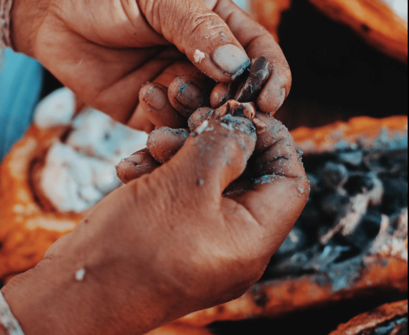 Jaguar Siembra Tayrona Kakao Bohnen