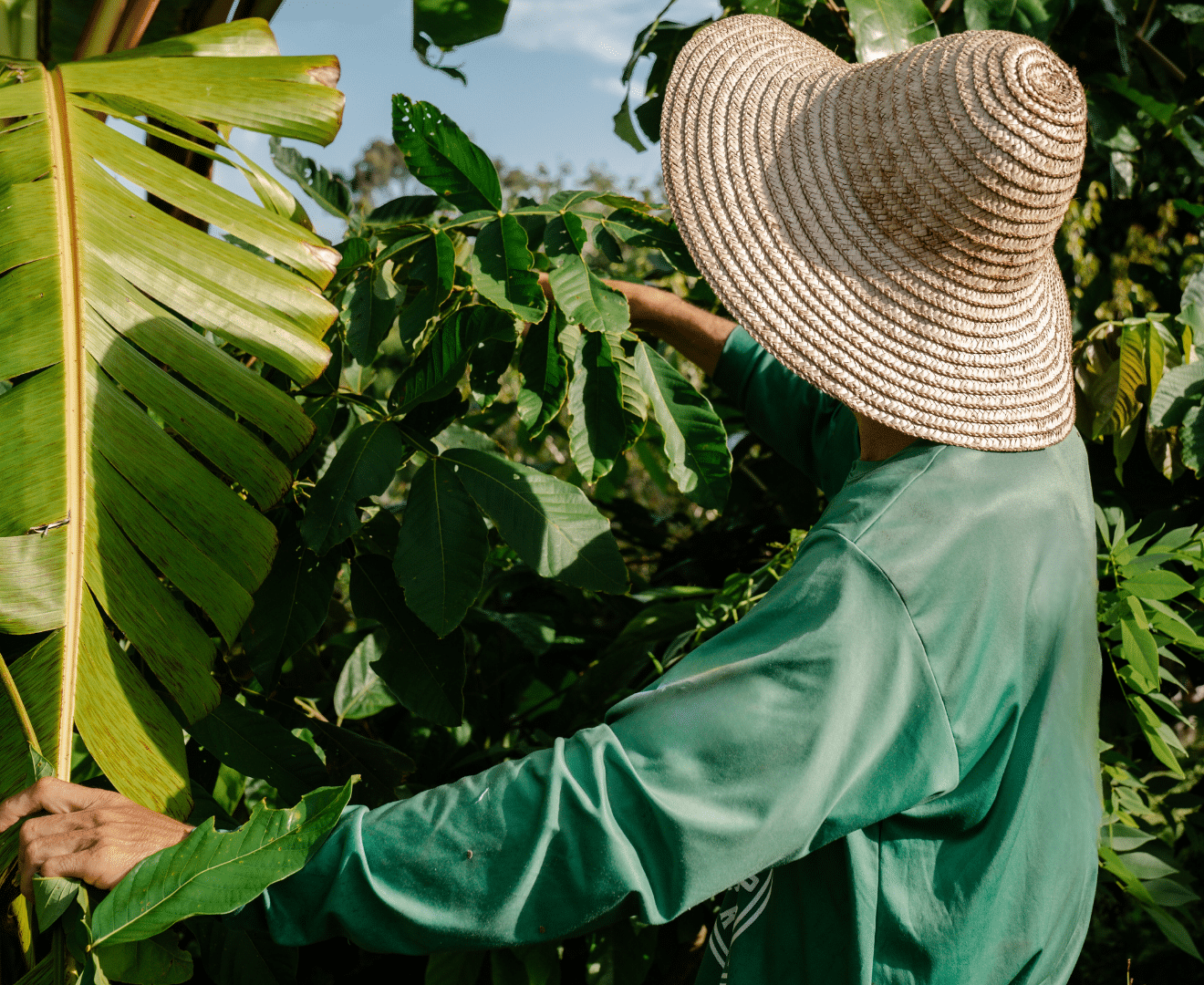 Produzent:innen Brasilien Sera Kakao