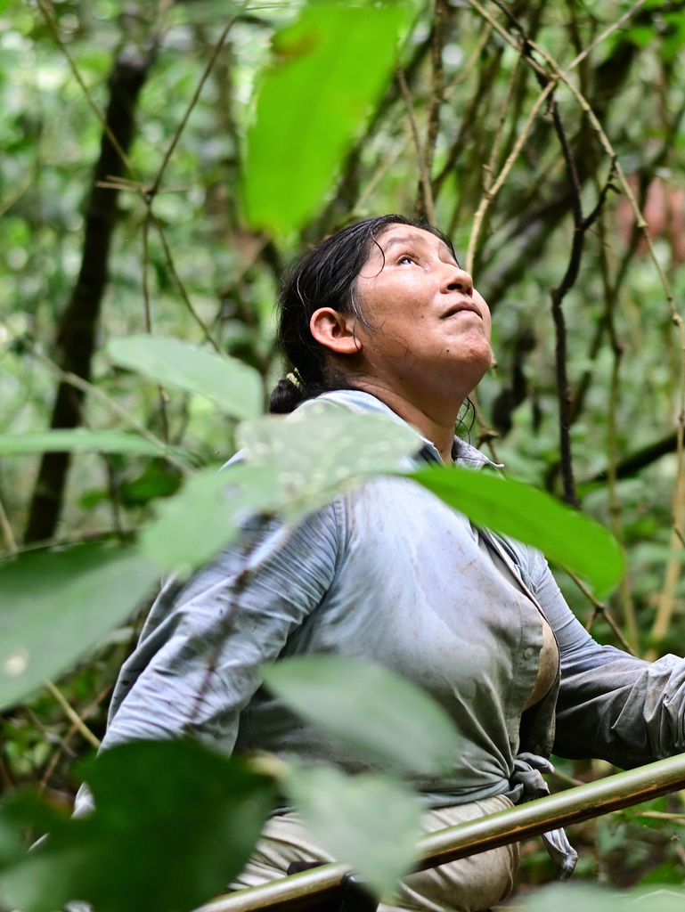 Permakultur Bolivien Kakaosammlerin in Regenwald