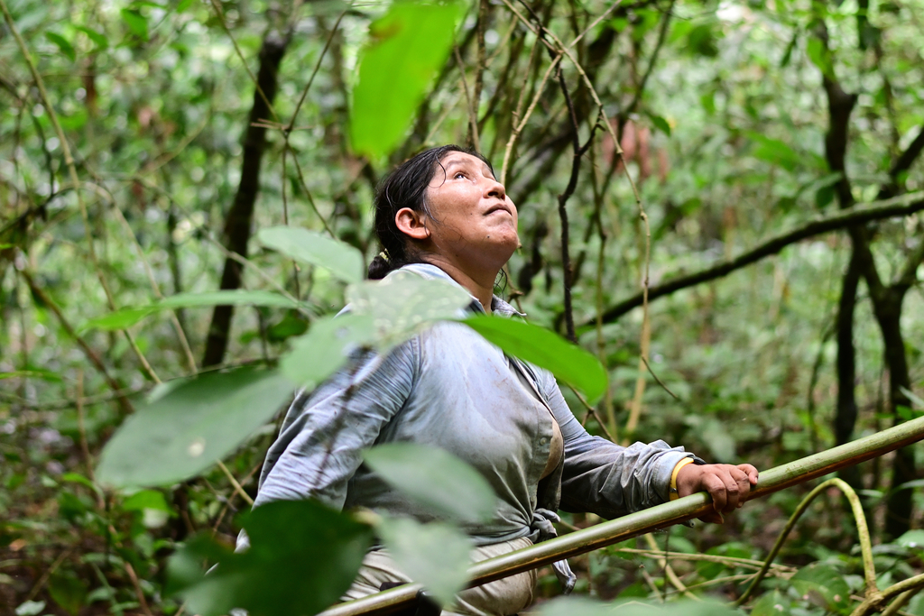Kakao Wildsammlung Bolivien