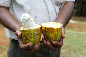 Kakaoschotte aus Sri Lanka
