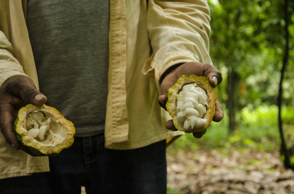 Kakaofrüchte Bauer Bolivien