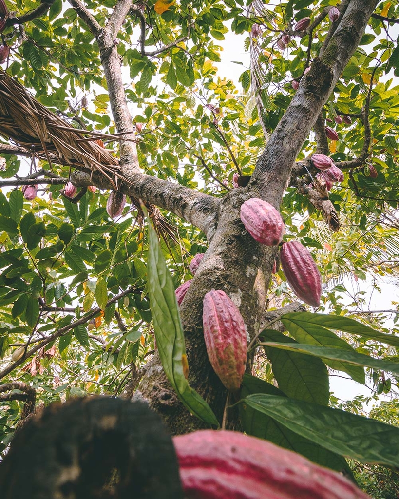 Kakaobaum Bali