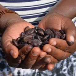Rohkakao Bohnen handgeschält Uganda